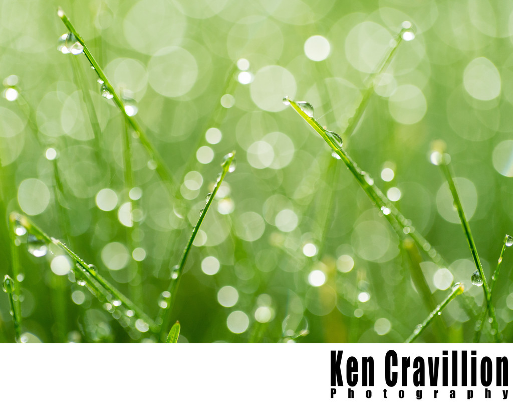 Morning Dew Drops on Grass Oshkosh