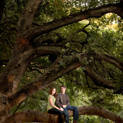 Live oaks in Houston
