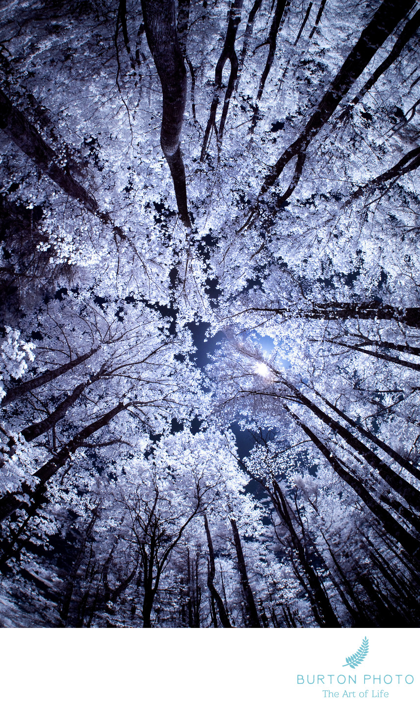 Blue Ridge Parkway Scenic Photographer Infrared Trees