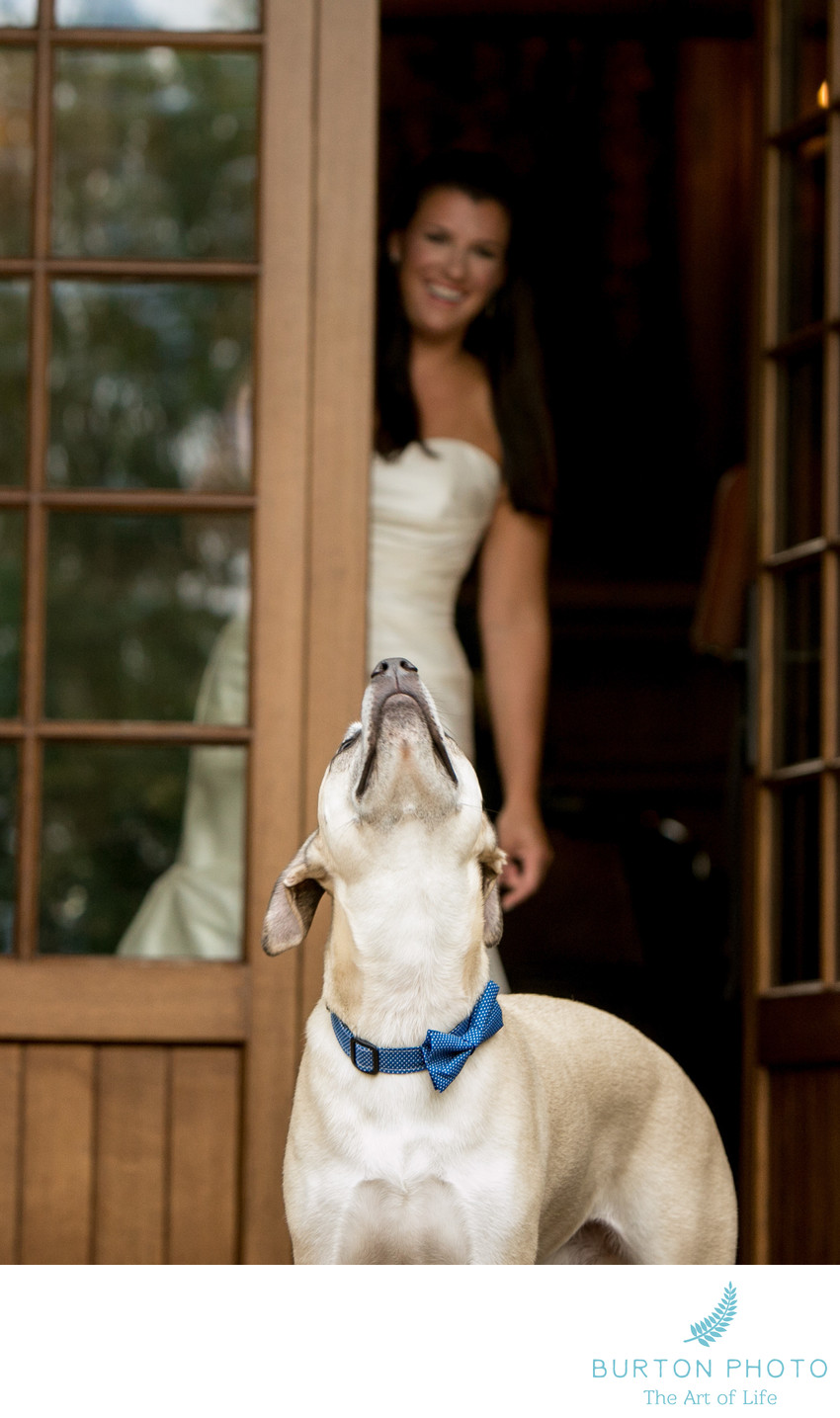 Wedding at Old Edwards Inn Bride With Dog