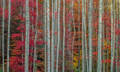 Boone Fine Art Photographer Fall Trees