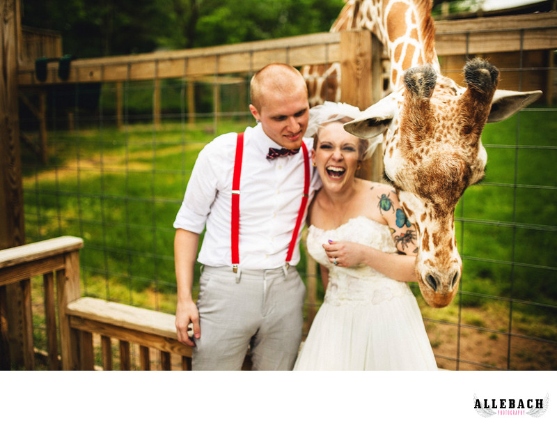 Giraffe Photo Bombs Wedding at Elmwood Park Zoo