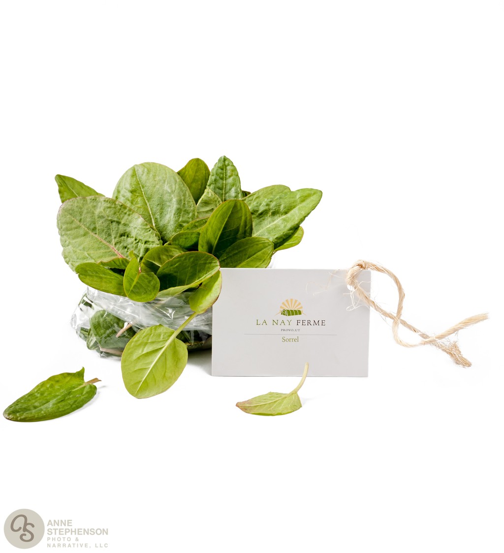 Sorrel herb on white