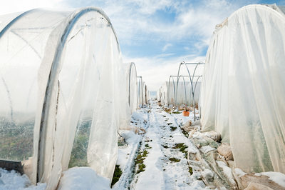 Winter Farm Scene with Plastic-Covered High Tunnels