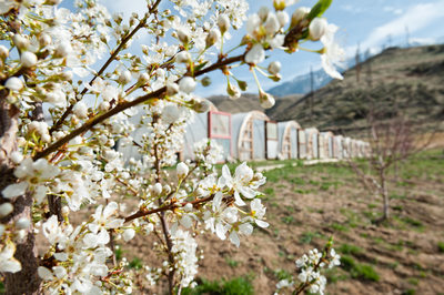 White Blossoms on Fruit Trees in Orchard