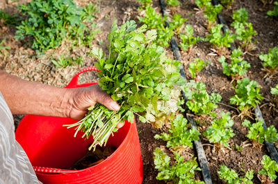 Picking fresh cilantro by hand.