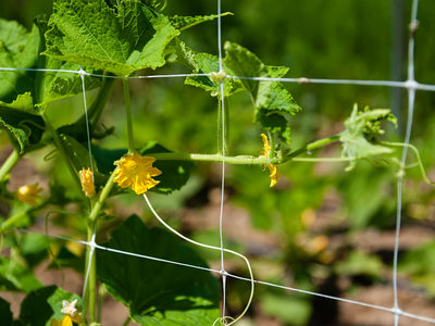 Cucumber Vines Supported on Trellis