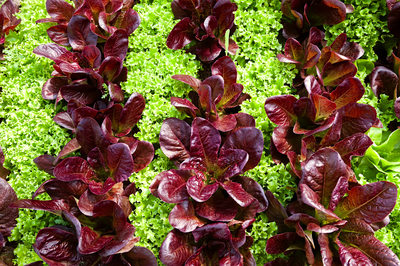 Red and Green Lettuce Rows