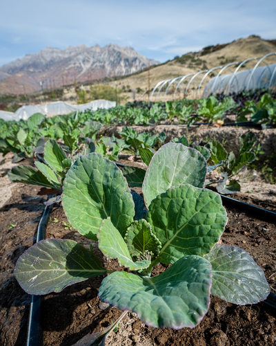 Cabbage Leaves with Mountains Wide Angle