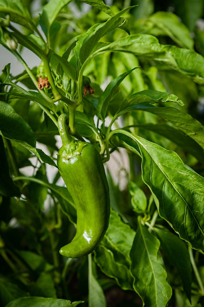 Green jalapeno pepper ripening on the vine.