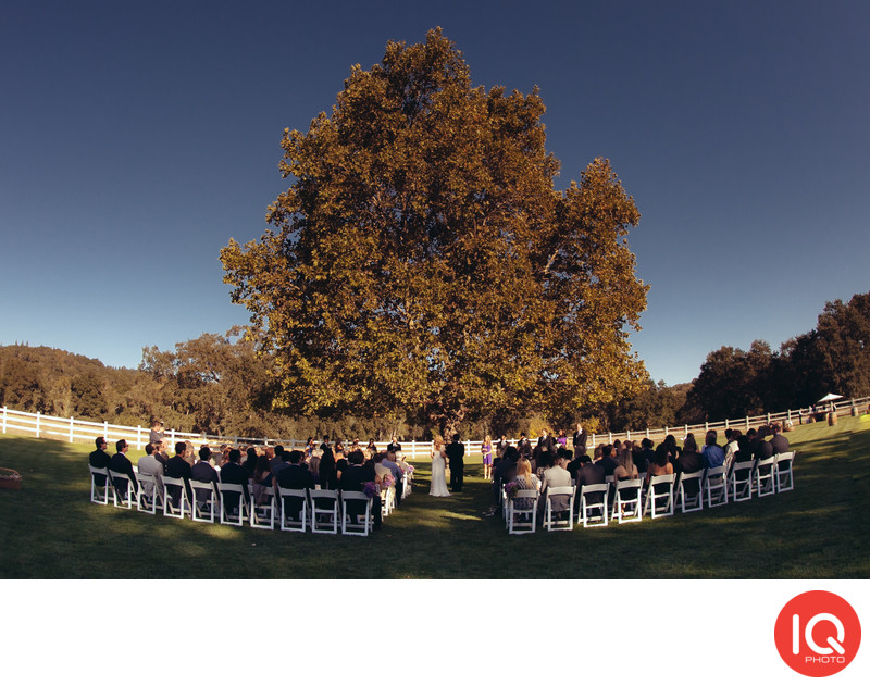 A wedding ceremony under the tree in Wine Country