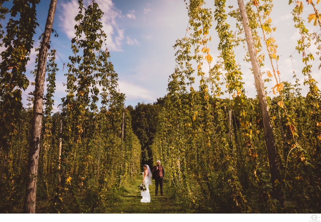 Bride Groom in Hops:  Quayle's Brewery Wedding Photographer