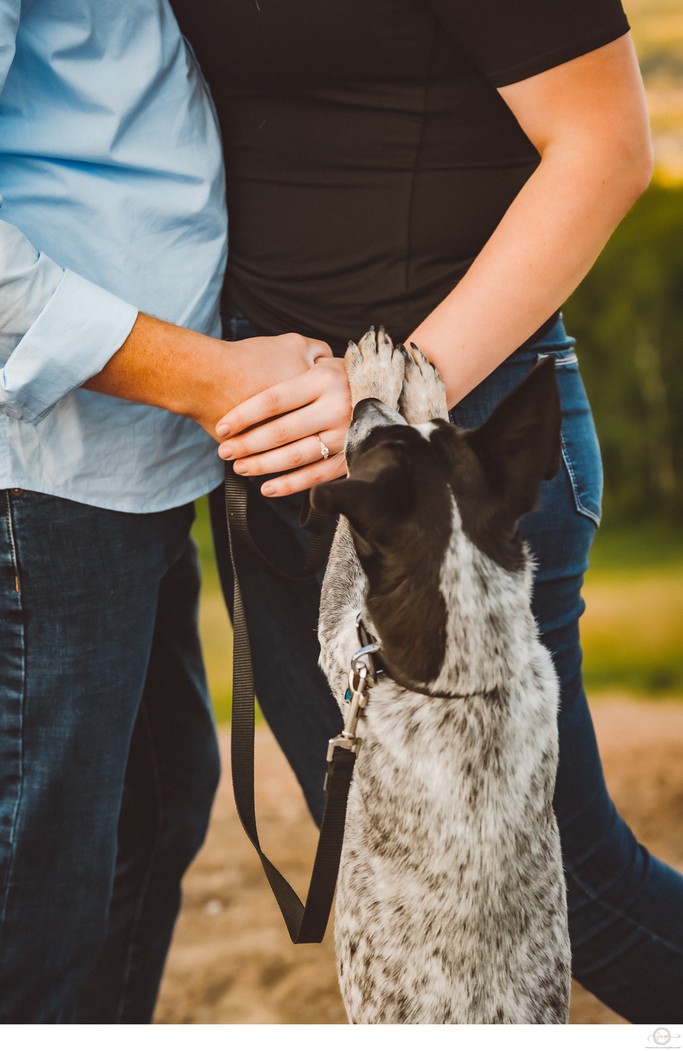 Engagement Photos with Your Dog:  Collingwood Photographer