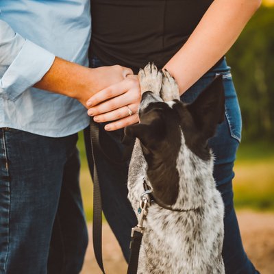 Engagement Photos with Your Dog:  Collingwood Photographer