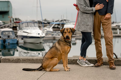 Mississauga Engagement Photographer with Pet
