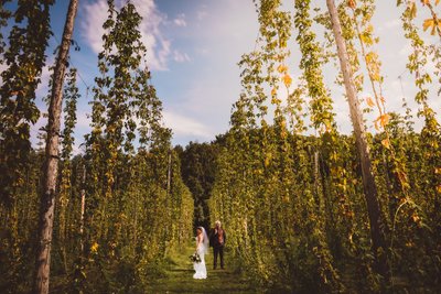 Bride Groom in Hops:  Quayle's Brewery Wedding Photographer