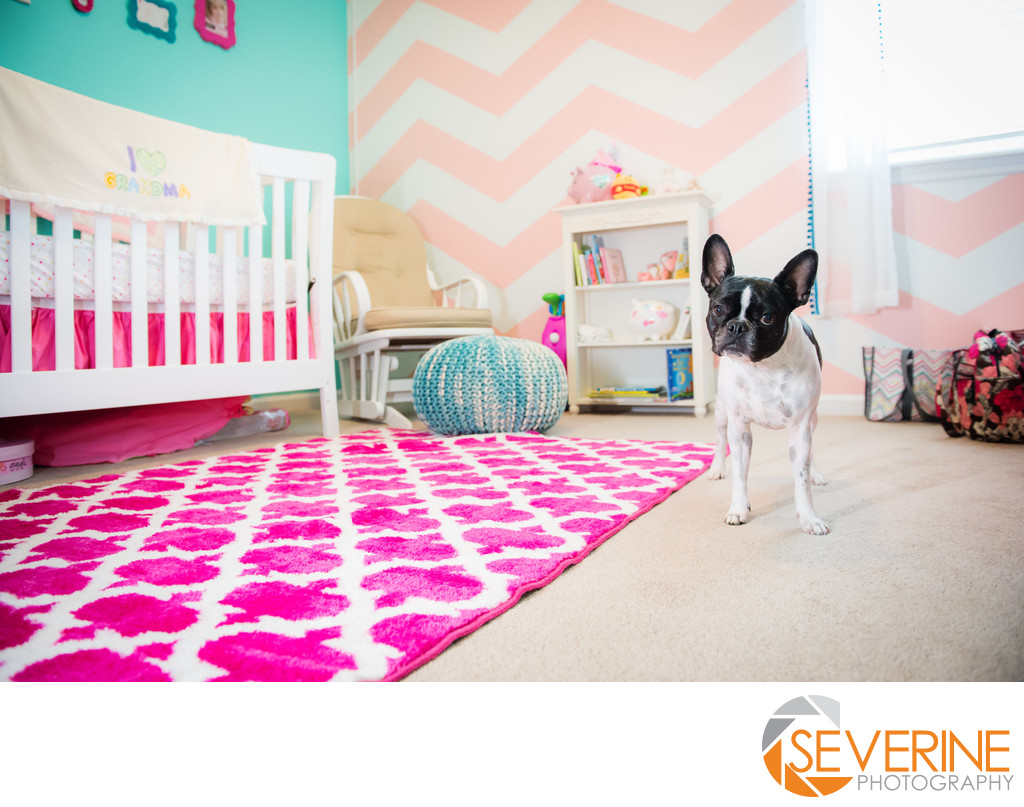 baby girl newborn room with a dog