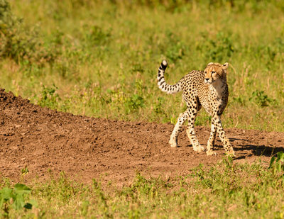 Cheetah walking 