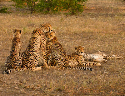 Cheetah mom and 4 cubs