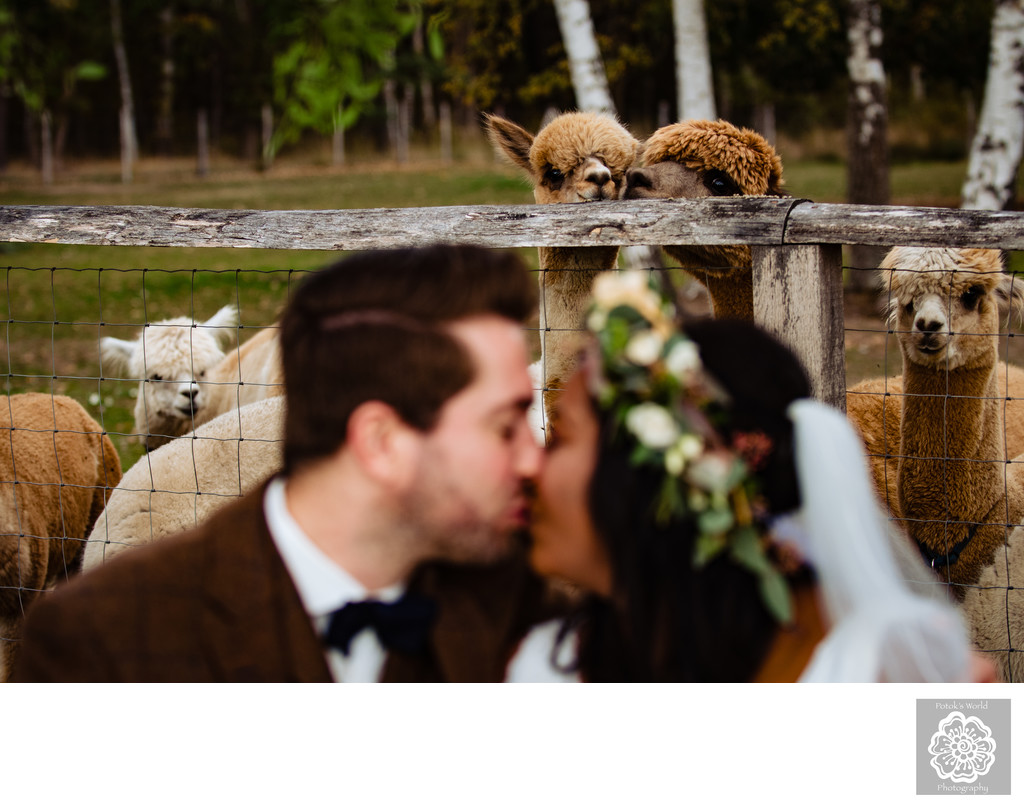 Alpaca Wedding Photos