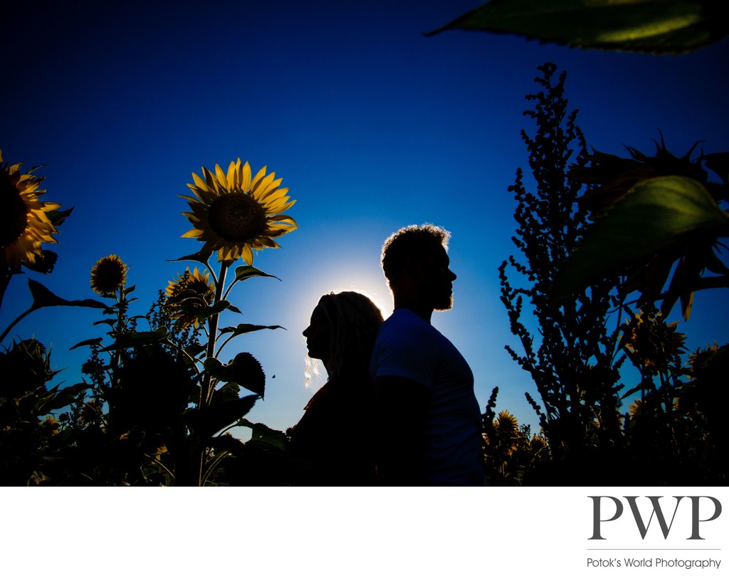 Summer Silhouette Engagement Photo in Sunflower Field