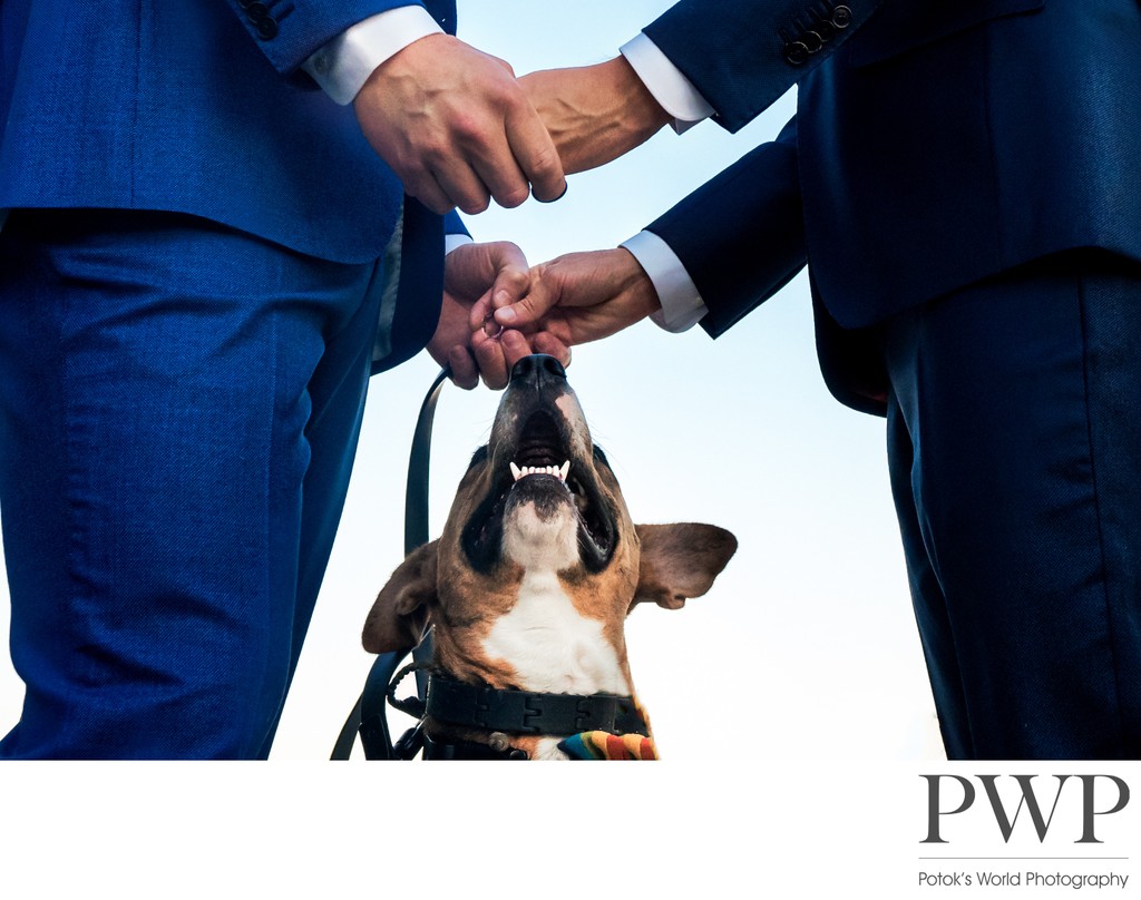 How to Include Your Dog in Your Wedding Ceremony