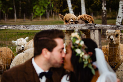 Alpaca Wedding Photos