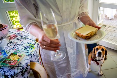 Unscripted Humorous Image of Dog at Wedding