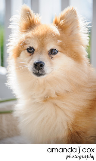 Avalon pomeranians best sale