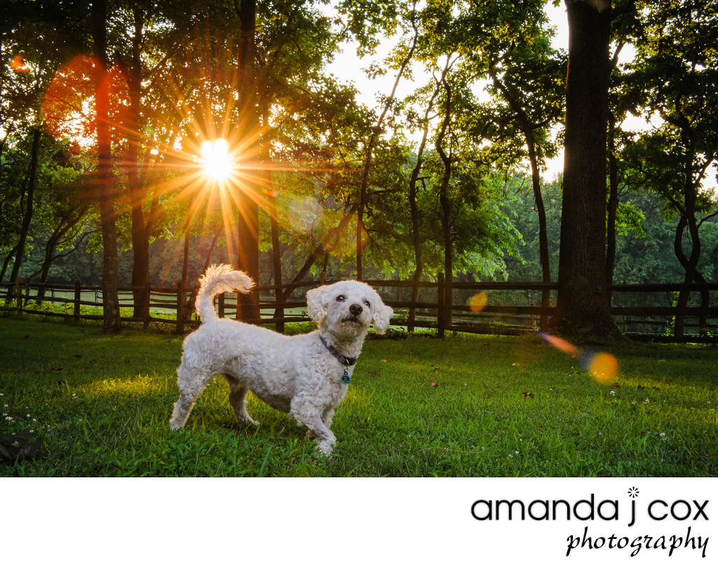 Pet Remembrance Photography for Beloved Companions