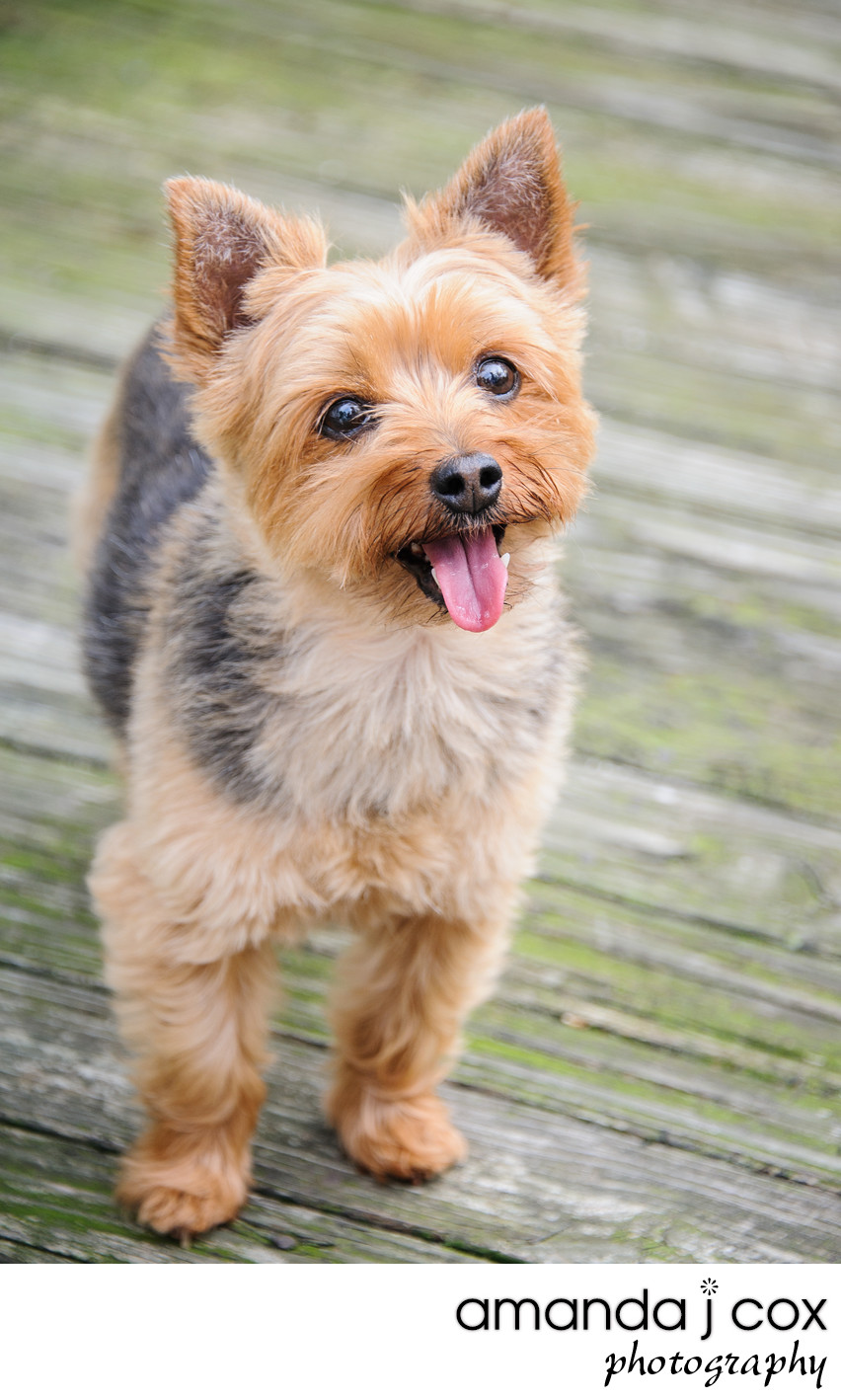 Chester County Pet Photography Yorkshire Terrier