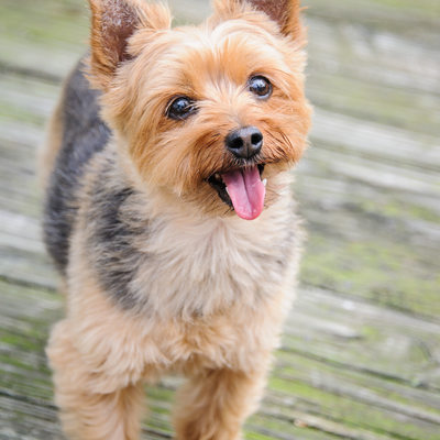 Chester County Pet Photography Yorkshire Terrier