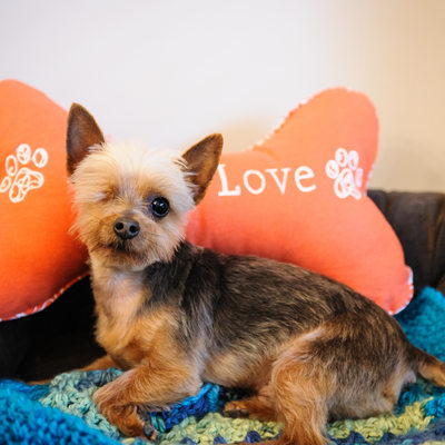 Main Line Pet Photography Teacup Yorkie Rescue Dog