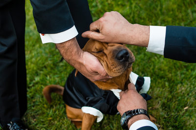 Dog in Tuxedo with groomsmen