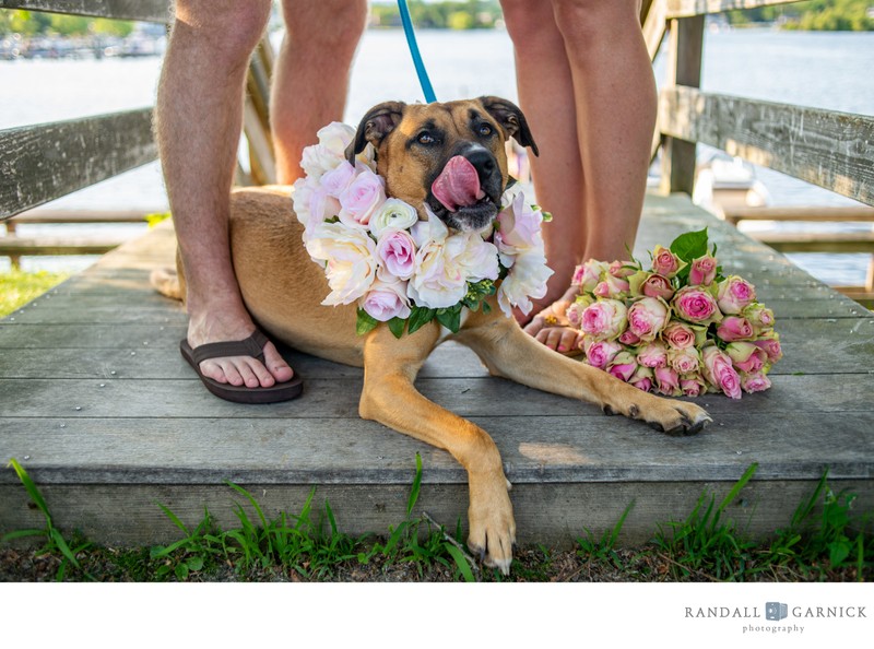 NH engagement photos with your dog