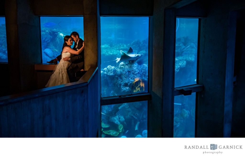 New England Aquarium wedding photographer