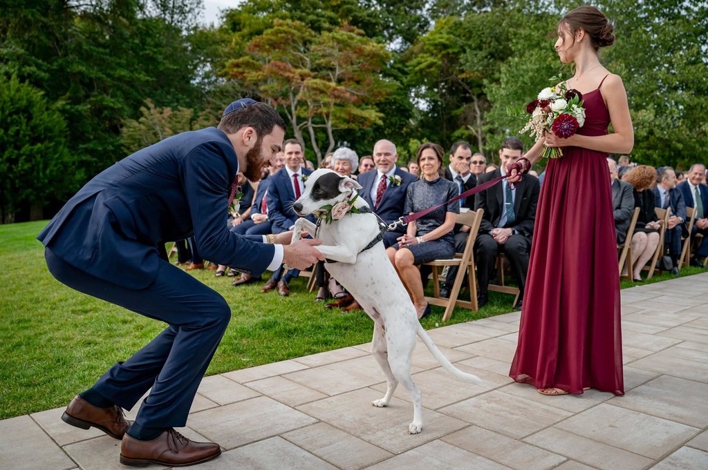 dog-ring-bearer-lakehouse-halifax-wedding