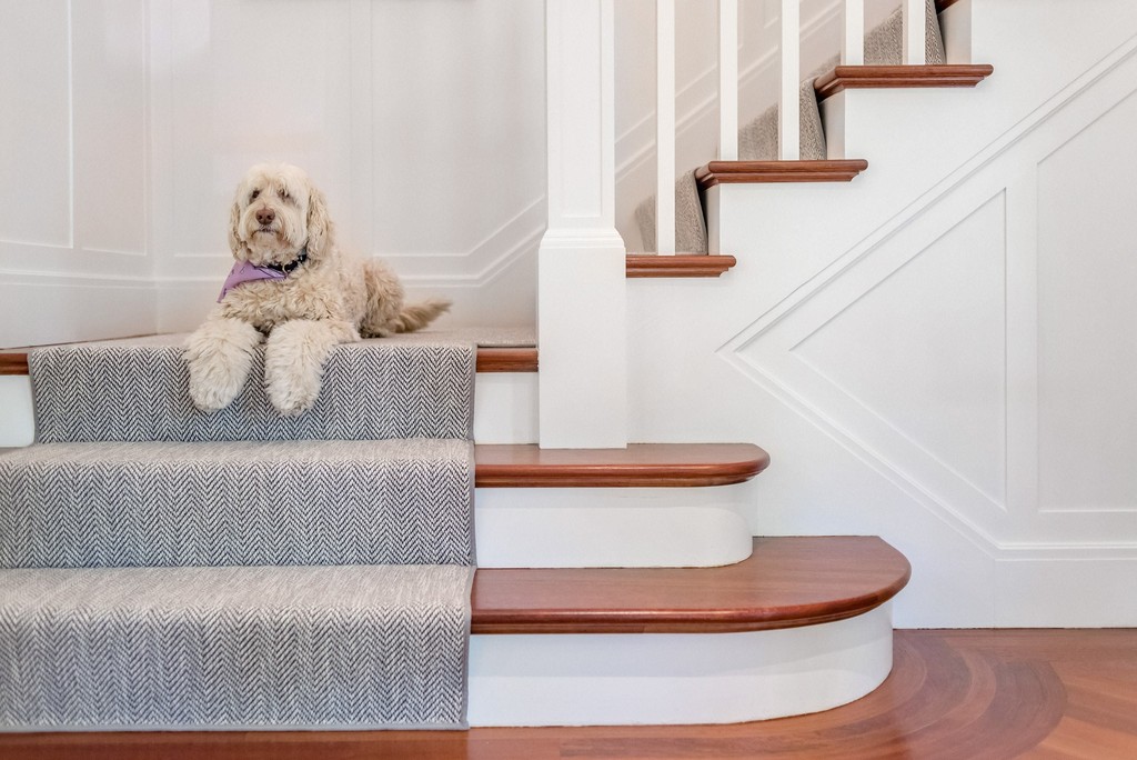 Dog on custom staircase with wainscoting and runner