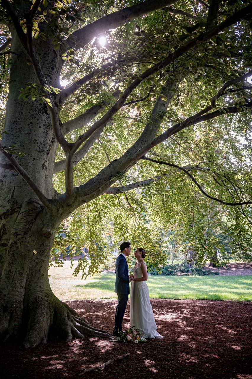 deCordova Museum weddings majestic tree framing couple