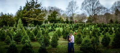 Christmas tree farm engagement photos