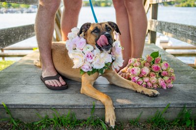 NH engagement photos with your dog