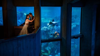 New England Aquarium wedding photographer