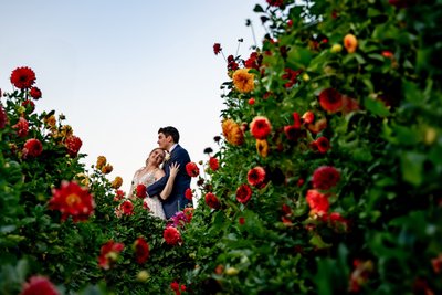 Couple framed by red dahlias in the Fern Hill Barn gardens