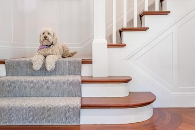 Dog on custom staircase with wainscoting and runner