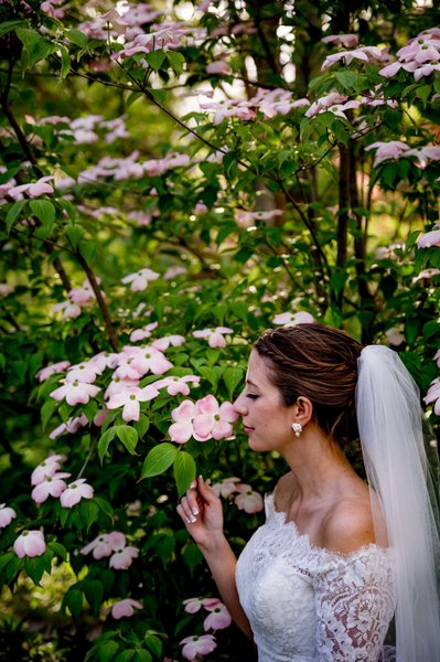 Bride portrait under a flowering tree at Elm Bank weddings