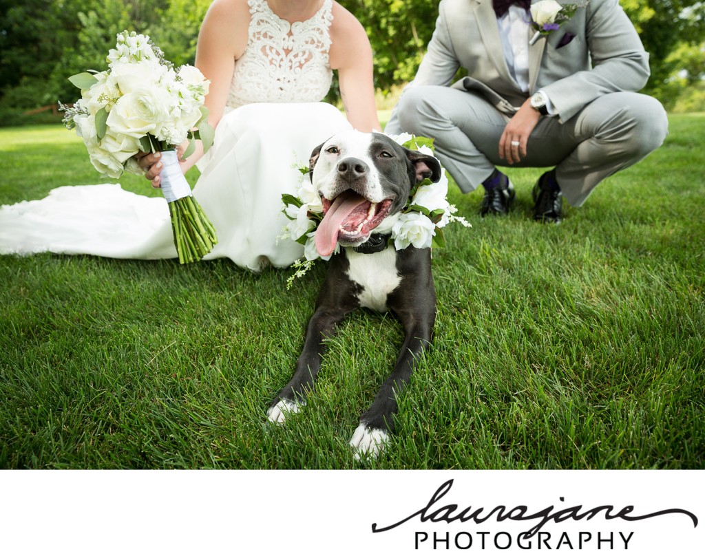 Dogs in Weddings Milwaukee