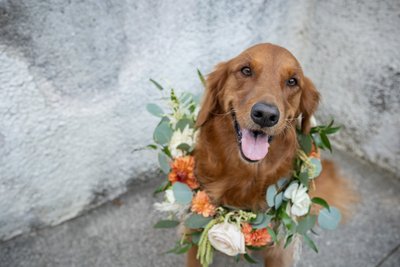 Dogs at Weddings