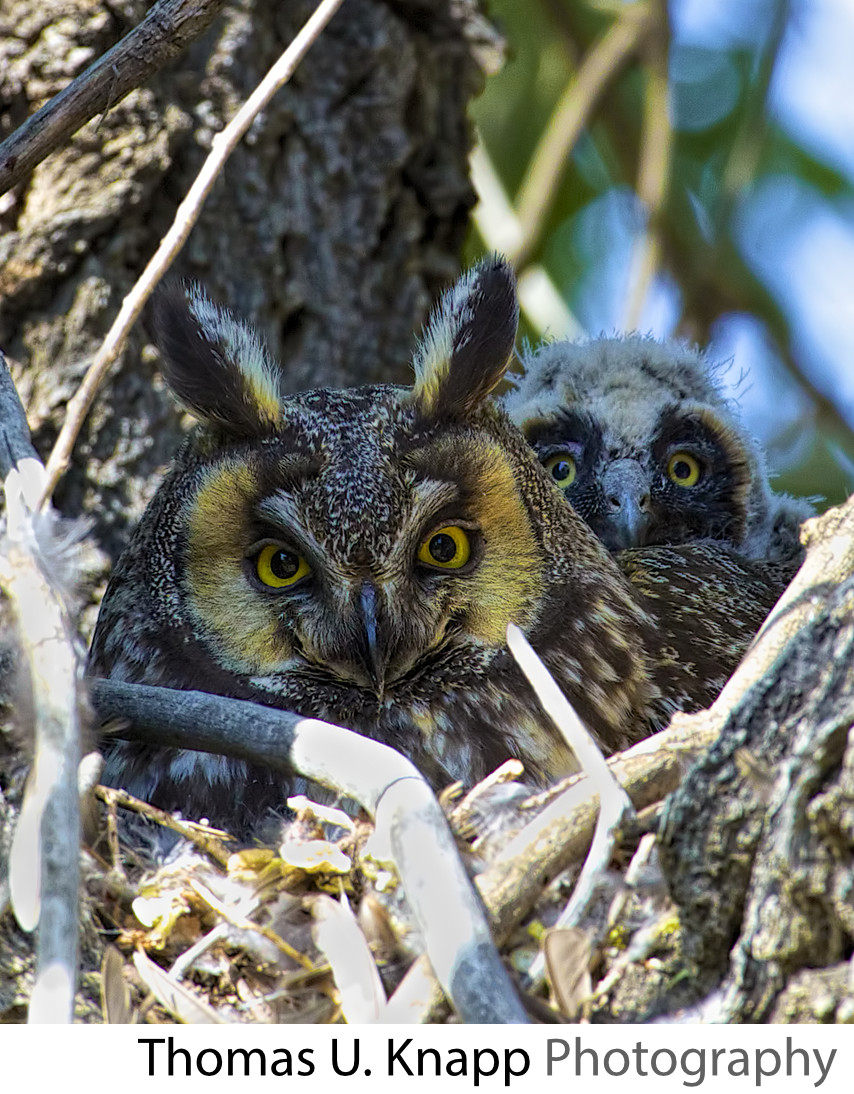 Long-eared Owl and Chick