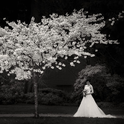 Cherry Blossoms Wedding Portrait Vancouver bride at UBC