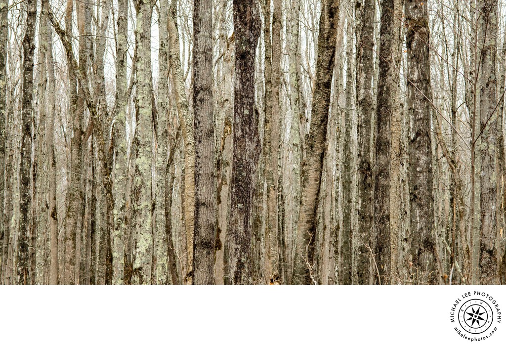 Michael Lee Photography